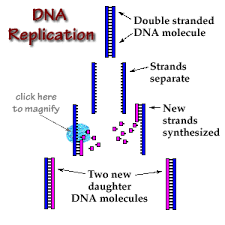 The process of replication in which each DNA molecule is composed of one parent strand and one newly synthesized strand. 