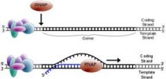 A single-stranded DNA sequence that acts as the guiding pattern for producing a complementary DNA strand.
