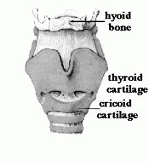 The only laryngeal cartilage that forms a complete ring around the airway. 


 


It is narrow on top and wide at the bottom


 


Articulates with the inferior horns of the thyroid cartilage


 


This synovial joint that allows t...