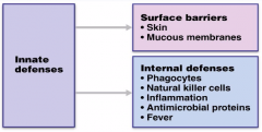 fast response
two barricades: 
1st line (skin and mucosae) 
2nd line (internal defense -- microbial proteins, phagocytes)