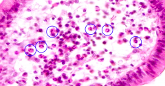 What cells are circled?