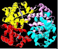 4 polypeptide chains
a-subunit (or HbA): 
 b-subunit (or HbB): 

heme group
O2

subunit 
myoglobin

similar fashion