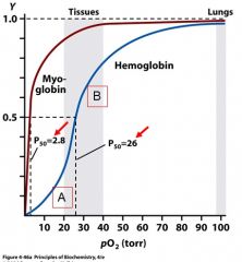 O2
myoglobin
equilibrium 
 O2 bound-myoglobin (y)
O2

o2
Hb
o2