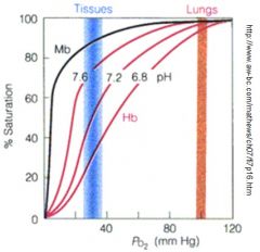 Bohr effect
decrease 
O2
hemoglobin
pH
hemoglobin 
lungs
tissues