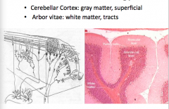 Cerebellum: histology