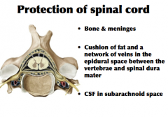 Protection of spinal cord