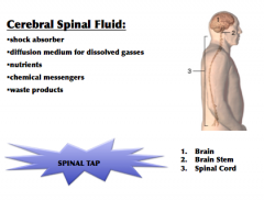 Cerebral Spinal Fluid