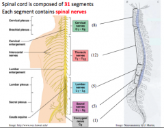 How many pairs of spinal nerves?