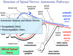 Structure of Spinal Nerves: Autonomic Pathways