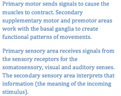 What is the difference in the function between the primary motor, primary sensory areas as compared to the secondary supplementary motor, premotor, and secondary sensory areas?
