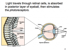 How does light travel through the eye?