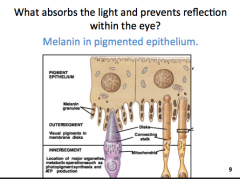 What absorbs light and prevents reflection within the eye?