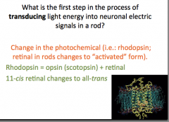 What is the first step in the process of transducing light energy into neuronal electric signals in a rod?