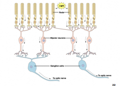 What is true about the synaptic connections in the retina?