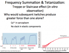 Frequency Summation and Tetanization