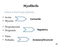 Myofibrils