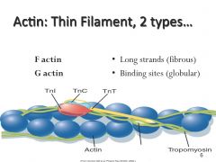 2 types of actin