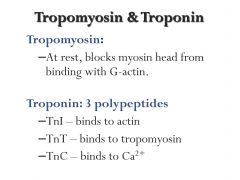 Tropomyosin and Troponin