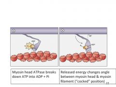 What occurs when ATP is broken down into ADP + Pi at the myosin head?
