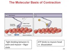 The Molecular basis of contraction