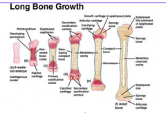 Is long bone growth endochondral or intramembranous ossification?