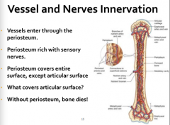 Vessel and Nerves Innervation