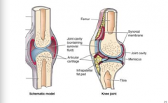 What are the general features of a synovial joint?