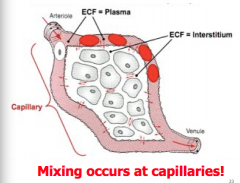 What are the functions of capillaries?
