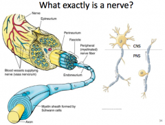 What exactly is a nerve?