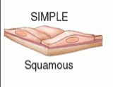 Simple squamous epithelium