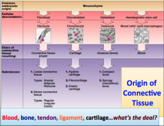 Origin of connective tissue