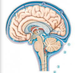Cerebral Spinal Fluid: Function?