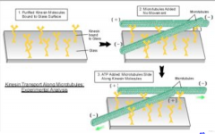 Kinesin and movement along microtubules