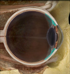 Location:
• Eye
• Part of vascular (middle) layer, between choroid and iris

Description:
• Composed of ciliary muscle and ciliary processes

Function:
• Anular ciliary smooth muscle controls tension of suspensory ligaments to adjust thickness of 