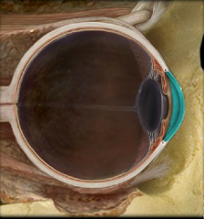 Location:
• Eye

Description:
• Transparent connective tissue layer of anterior 1/6th of eye

Function: 
• Site for light refraction
• Protection of anterior eye