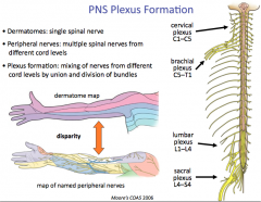 example: radial nerve receives fibers from spinal nerves from five different cord levels 
- in fact, all cord levels of the brachial plexus