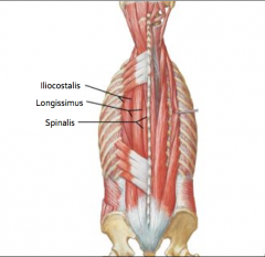 erector spinae group:
- Iliocostalis
- Longissimus
- Spinalis
Bilateral action? 
- extend vertebral column and head
Unilateral action?
- side bending