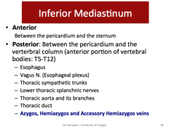 Inferior Mediastinum:
Middle
- Heart
- Pericardium
- Phrenic N
- Vagus N
- Roots of the Great Vessels: Ascending Aorta, Pulmonary Trunk, and Superior Vena Cava
