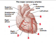 Name these major coronary arteries