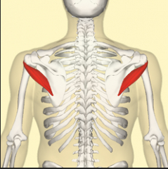 muscles of the rotator cuff
