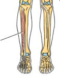 what type of muscle is the extensor digitorum longus?