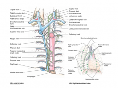 - right lymphatic duct empties into the right subclavian vein, receives lymph from R upper extremity, thorax, head an neck
- thoracic ducts empties into L subclavian vein, receives lymph from the rest of the body (L upper extremity, thorax, and head; all