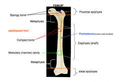 Identify the proximal and distal epiphysis, diaphysis, metaphysis, spongy (trabecular) bone, compact (cortical) bone, medullary cavity, epiphyseal line and periosteum