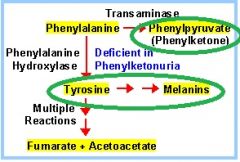 autosomal recessive
common in Skandinavians
Defect in Phenylalanine hydroxylase 
fair skin (don't make melanin, secondary to defect in phenylalanine hydroxylase)
eczema (scaly and itchy rashes)
severe mental retardation: 2/3 cannot walk or talk
seiz