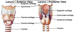 Protect the larynx (voice box)


 


Epiglottis and Cartileges:


 


1. Thyroid


2. Cricoid


3. Arytenoid


4. Corniculate