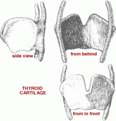 The "Adams Apple" 


 


Attached superiorly to the hyoid bone via the thyrohyoid membrane and inferiorly with the the cricoid cartilage at its inferior horns.


 


The largest of the cartilages that make up the laryngeal skeleton 