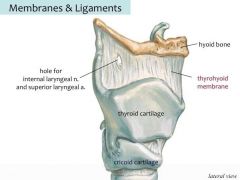 A thin, fibrous, membranous sheet filling the gap between the hyoid bone and the thyroid cartilage