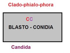 Cladophialophora
Candida