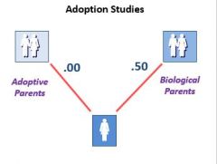 Adoption Studies