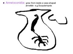 grow from inside a vase shape anne-lide

Scopulariopsis